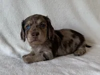 Tholly , a female Dachshund and Miniature Dachshund for sale in Lexington, KY – Photo 3 of 8