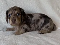 Tholly , a female Dachshund and Miniature Dachshund for sale in Lexington, KY – Photo 6 of 8