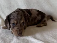 Tholly , a female Dachshund and Miniature Dachshund for sale in Lexington, KY – Photo 4 of 8