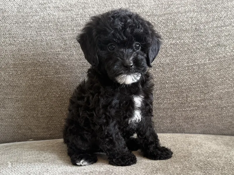 Roxanne  – Poodle - Toy , Poodle - Miniature  puppy for sale in Lexington, KY