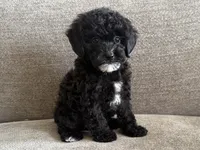 Roxanne , a female Poodle - Toy  and Poodle - Miniature  for sale in Lexington, KY – 1 of 7