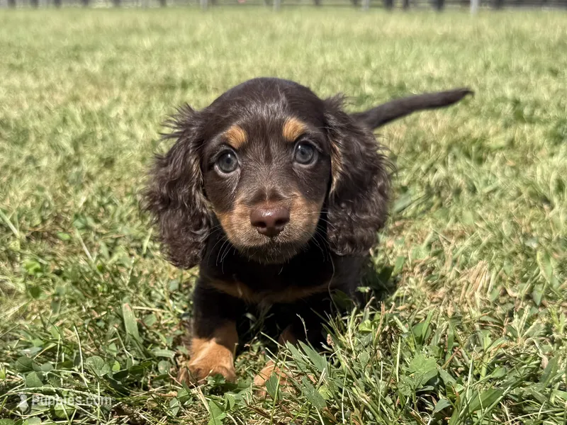Tillie  – Dachshund, Miniature Dachshund puppy for sale in Lexington, KY