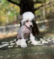Luna , a female Chinese Crested for sale in Lexington, KY – 2 of 5