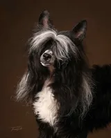 Dumbo, Ch sired , a male Chinese Crested for sale in Lexington, KY – 5 of 6