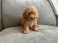 Juniper , a female Poodle - Toy  and Poodle - Miniature  for sale in Lexington, KY – 5 of 5
