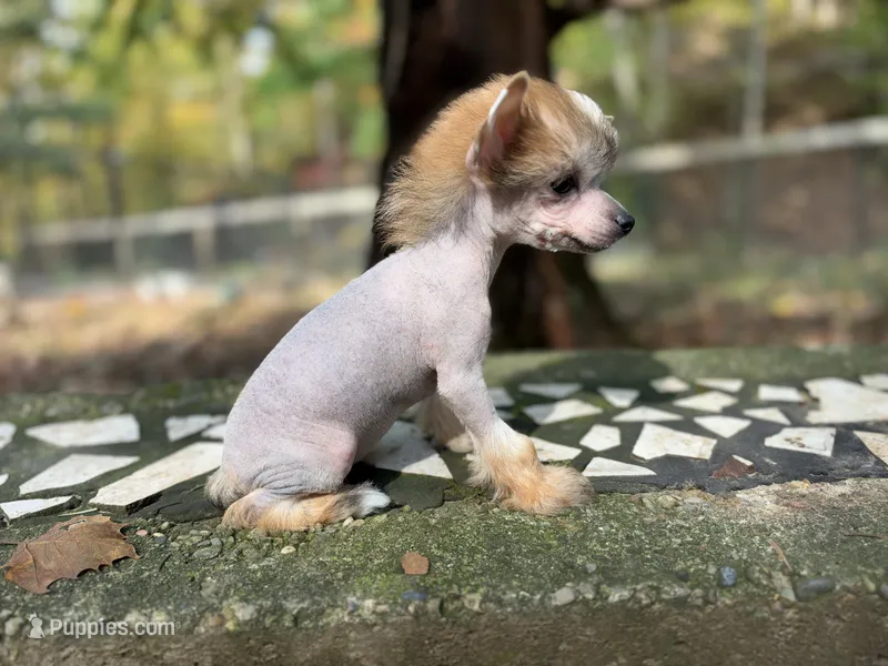 Poppy  – Chinese Crested puppy for sale in Lexington, KY