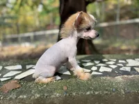 Poppy , a female Chinese Crested for sale in Lexington, KY – 1 of 5