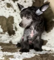 Dover, Ch sired , a male Chinese Crested for sale in Lexington, KY – 4 of 10