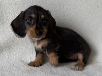 Sandy, a female Dachshund and Miniature Dachshund for sale in Lexington, KY – 2 of 5