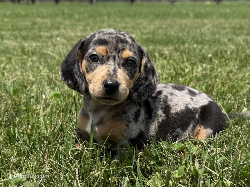 Rumsfeld – Dachshund, Miniature Dachshund puppy on hold in Lexington, KY