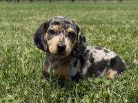 Rumsfeld, a male Dachshund and Miniature Dachshund for sale in Lexington, KY – 1 of 6