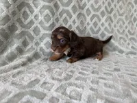 Molly , a female Dachshund and Miniature Dachshund for sale in Lexington, KY – 3 of 5