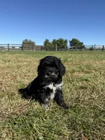 Rollo, a male Cockapoo for sale in Lexington, KY – 4 of 8