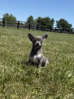 Dunkin, a male Chihuahua and Toy Fox Terrier for sale in Lexington, KY – 6 of 10