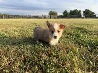 Irwin , a male Pembroke Welsh Corgi for sale in Lexington, KY – 6 of 6