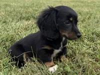 Tubby-AKc , a male Dachshund and Miniature Dachshund for sale in Lexington, KY – 3 of 8