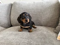 Walker , a male Dachshund and Miniature Dachshund for sale in Lexington, KY – 3 of 6