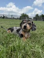 Rumsfeld, a male Dachshund and Miniature Dachshund for sale in Lexington, KY – 2 of 6