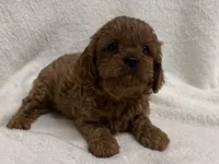 Penny, a female Cavapoo for sale in Lexington, KY – Photo 2 of 5