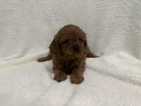 Penny, a female Cavapoo for sale in Lexington, KY – Photo 4 of 5