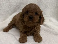 Penny, a female Cavapoo for sale in Lexington, KY – Photo 3 of 5