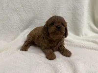 Penny, a female Cavapoo for sale in Lexington, KY – Photo 5 of 5