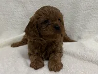 Penny, a female Cavapoo for sale in Lexington, KY – Photo 1 of 5