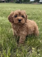 Ember, a female Cavapoo for sale in Lexington, KY – 2 of 5