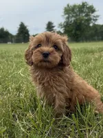 Ember, a female Cavapoo for sale in Lexington, KY – 5 of 5