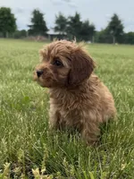 Ember, a female Cavapoo for sale in Lexington, KY – 4 of 5