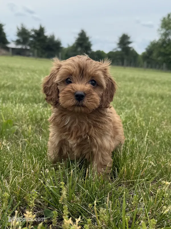 Ember, a female Cavapoo for sale in Lexington, KY – 1 of 5