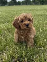 Ember, a female Cavapoo for sale in Lexington, KY – 3 of 5
