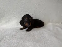 Sassy, a female Dachshund and Miniature Dachshund for sale in Lexington, KY – 4 of 5