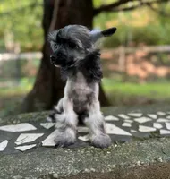 Daphne, a female Chinese Crested for sale in Lexington, KY – 9 of 10