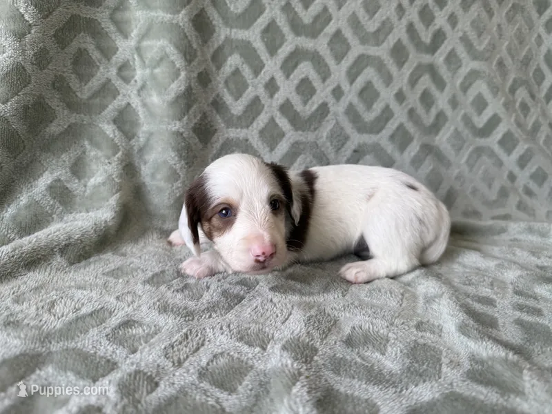 Mavis  – Dachshund, Miniature Dachshund puppy for sale in Lexington, KY