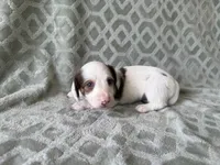Mavis , a female Dachshund and Miniature Dachshund for sale in Lexington, KY – 1 of 5
