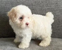 Pinky, a female Poodle - Toy  and Poodle - Miniature  for sale in Lexington, KY – 5 of 7