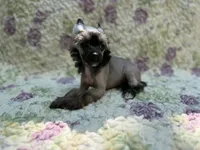 Daphne, a female Chinese Crested for sale in Lexington, KY – 3 of 6