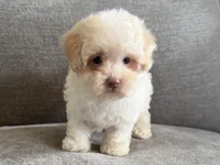 Pinky, a female Poodle - Toy  and Poodle - Miniature  for sale in Lexington, KY – 6 of 7
