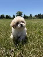 Winnie , a female Maltipoo for sale in Lexington, KY – 3 of 7