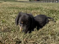 Zolo, a male Dachshund and Miniature Dachshund for sale in Lexington, KY – 3 of 8