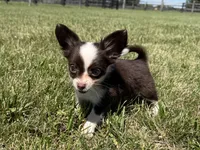 Chip, a male Chihuahua for sale in Lexington, KY – 5 of 9