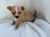 Charlie , a male Chihuahua for sale in Lexington, KY – 4 of 8