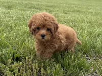 Roxy, a female Cavapoo for sale in Lexington, KY – 5 of 6