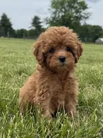 Roxy, a female Cavapoo for sale in Lexington, KY – 3 of 6