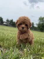 Roxy, a female Cavapoo for sale in Lexington, KY – 2 of 6