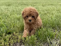 Roxy, a female Cavapoo for sale in Lexington, KY – 6 of 6