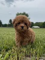 Roxy, a female Cavapoo for sale in Lexington, KY – 4 of 6