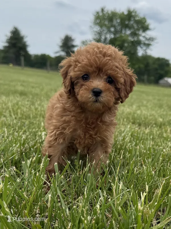 Roxy, a female Cavapoo for sale in Lexington, KY – 1 of 6