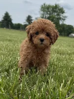 Roxy, a female Cavapoo for sale in Lexington, KY – 1 of 6